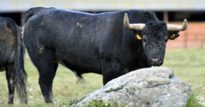 Uno de los toros de José Escolar para Vic. (Foto: Julián López)