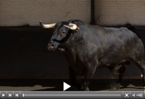 (Foto: Álvaro Marcos / las-ventas.com)