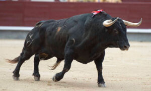 (Foto: Javier Arroyo)
