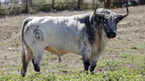 Agitador, uno de los mejores toros lidiados en San Isidro. (Foto: Arjona.)