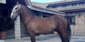 El caballo "Ilusión" que se sorteará entre los asistentes a la corrida de Parla.
