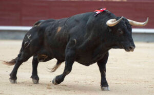Uno de los toros de Juan Pedro Domecq lidiados en Madrid el pasado 29 de mayo. (Foto: Javier Arroyo)