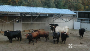 (Foto: feriadeltoro.com)