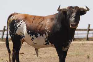 (Foto: J.J. DIAGO/TOROSVALENCIA.COM)