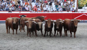 Los toros de Pedraza de Yeltes en la desencajonada.