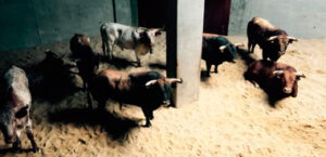Los toros de El Ventorrillo se lidiarán este miércoles.