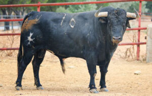 Uno de los toros de Torrestrella reseñados para el jueves 13.