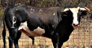 Gaviota, nº 66, ejemplar reseñado de Alcurrucén.
