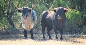 Dos de los toros de Alcurrucén reseñados para Bilbao.