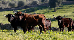 Las vacas del Conde de la Corte, el pasado invierno en Los Bolsicos.