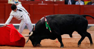 Del Álamo con "Cortesano", un gran toro de Montalvo en Salamanca.