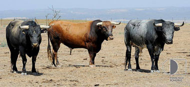 Duelo entre Palha y Miura en Vila Franca de Xira