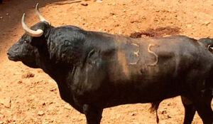 Número 35, "Grabado en el alma", negro bragado, de 490 kilos de Hamdan
