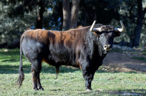 Frutero-58, uno de los toros del año en Las Ventas y al que Morenito de Aranda cortó las dos orejas.