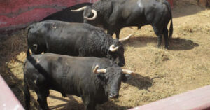 Los de Zalduendo, en los corrales de Lima