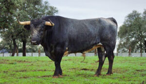 Toro de Saltillo para Ceret.