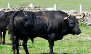 Toro cinqueño de Hoyo de la Gitana reseñado para Orthez.