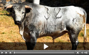"Cuerpo y Alma", el toro del regreso de Víctor Puerto a la Monumental.