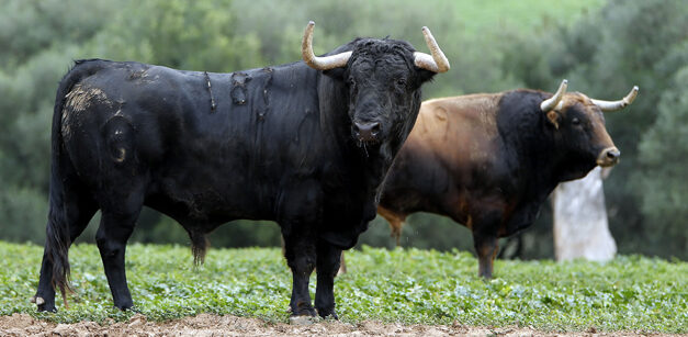 Gallardo: "No van a faltar toros, el problema será igualar las corridas de plaza de primera"