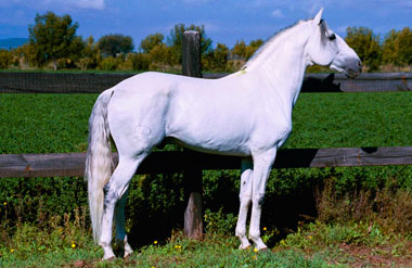 Muere Chicuelo, leyenda de la cuadra de Pablo Hermoso