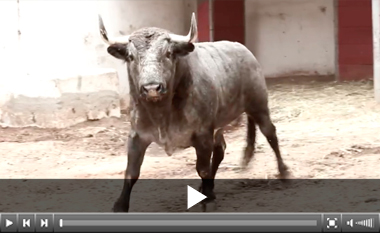 Los de Teófilo aguardan a Morante, El Payo y Armillita