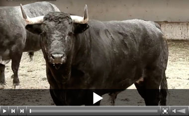 Un Amigo Nacho para Morante en la Plaza México