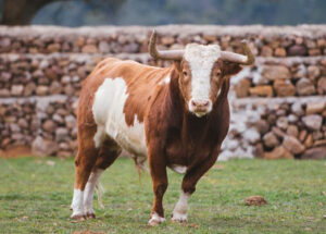 Espectacular berrendo previsto para este 2016.