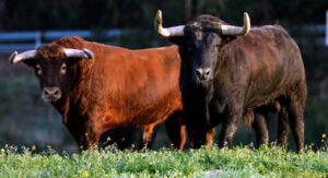 Dos toros de la camada a lidiar este año.