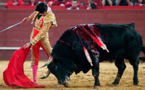 Paulita, toreando a "Licenciado" en Valdemorillo.
