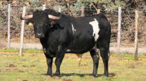 Astado del Cura de Valverde para Alès.