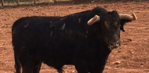Uno de los novillos llegados a Vistalegre.