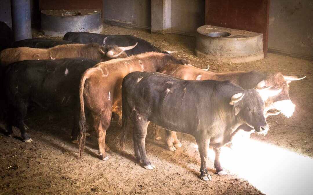 Bonito, de Daniel Ruiz, abre la Feria de Invierno de Vistalegre