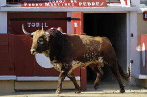 Un toro de Pedrés lidiado el año pasado.