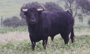 Uno de los toros de Jandilla que se lidiarán esta temporada.
