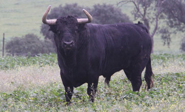 Jandilla, otro año en los grandes escenarios