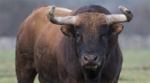 Bonito toro castaño de la camada de saca de Ibán.
