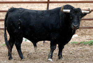 137-Mimoso, una de las apuestas del ganadero.