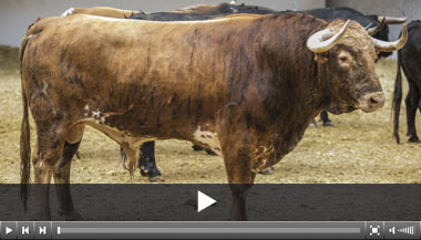 Bolero abre plaza en el duelo Talavante-Roca Rey en Valencia