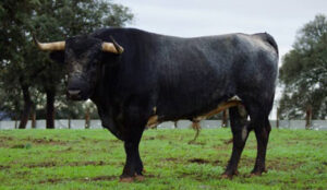 Toro de Saltillo reseñado para Ceret este invierno. (Foto: ADAC)