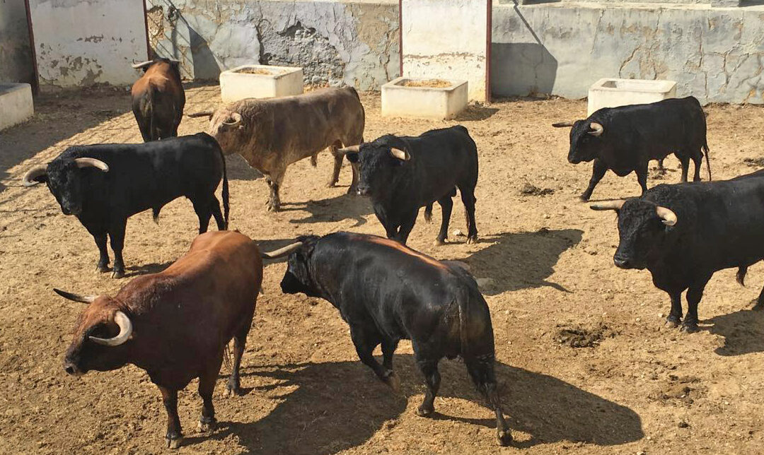 Botellero, de José Luis Marca, primero de la tarde en Cabra