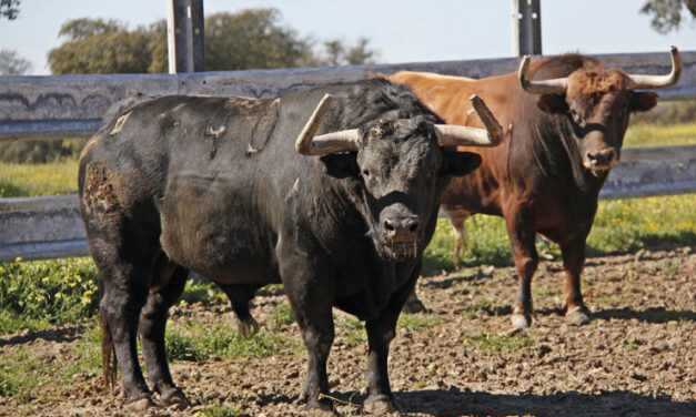 Joselito regresa a Las Ventas