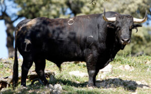 "Ajumo", sexto de los toros de esta tarde en Sevilla.
