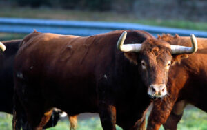 El toro 69, la apuesta del ganadero.