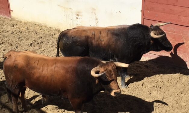 Bolillo, de Pereda, abre la tarde en Palos de la Frontera