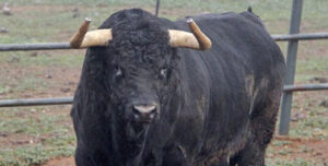 Uno de los toros reseñados para esta tarde en el campo.