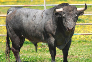 "Embrocado", nº 65, uno de los toros reseñados.