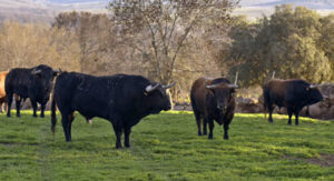 Algunos de los toros reseñados para Madrid.