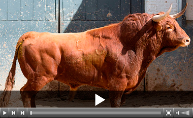 Bronquista, de El Ventorrillo, abre la octava de Madrid