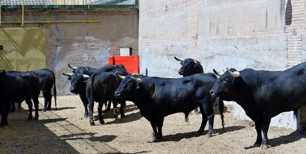 Sorteados los de Castillejo de Huebra y José Manuel Sánchez para Granada