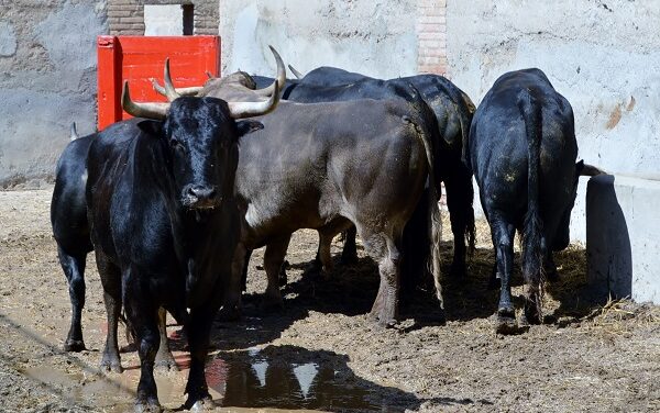 Sorteados los toros de El Torero para Ponce, Castella y Roca Rey